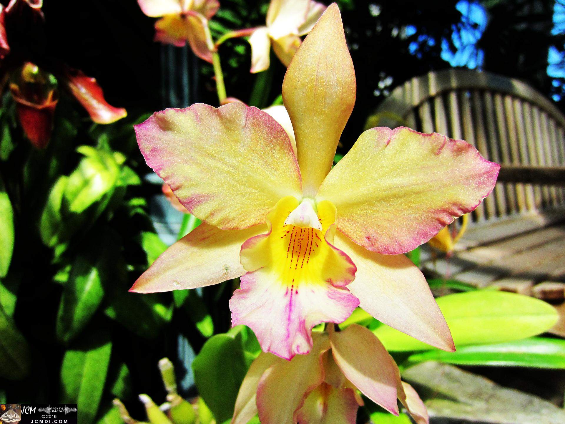 Como Zoo conservatory, MN orchids close up
